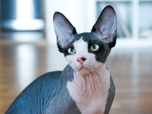 Sphynx