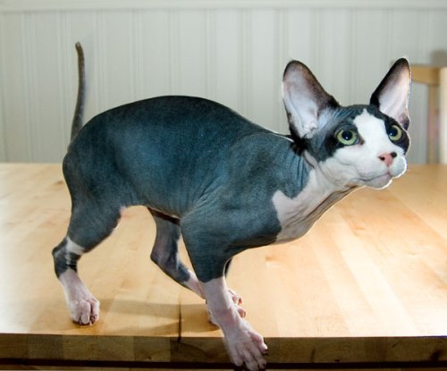 Sphynx