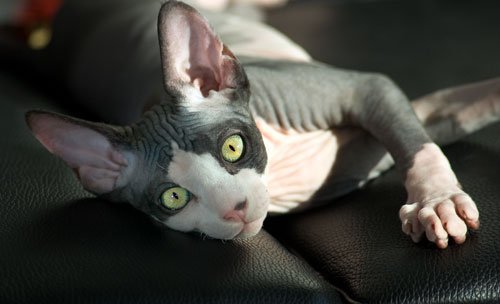 Sphynx