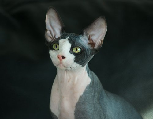Sphynx