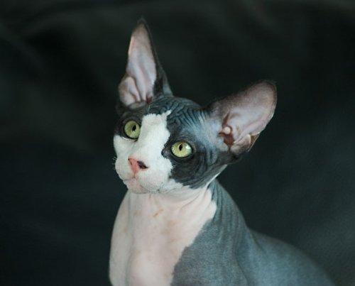 Sphynx