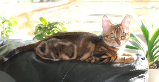 Bengal