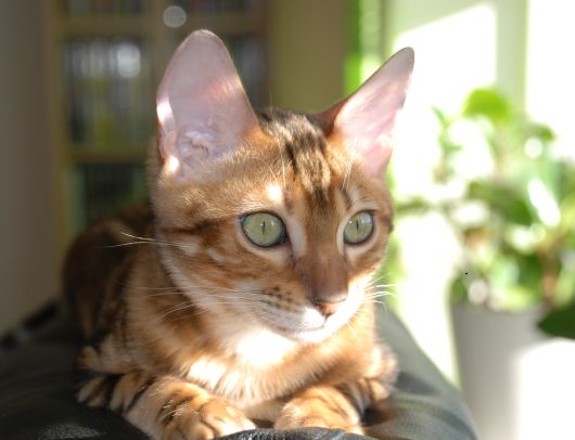 Bengal